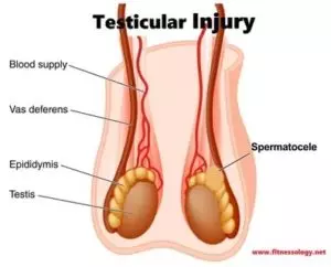 Atrofia testicular: o que é, causas e tratamento