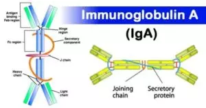 Imunoglobulina A (IgA): o que é e o que significa quando está alta