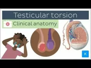 Atrofia testicular: o que é, causas e tratamento