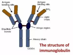 Imunoglobulina A (IgA): o que é e o que significa quando está alta